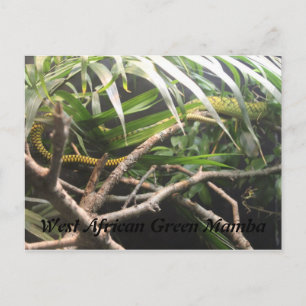 West African Green Mamba Postkarte