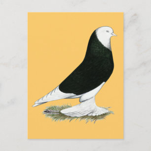 West Black Bald Pigeon Postkarte