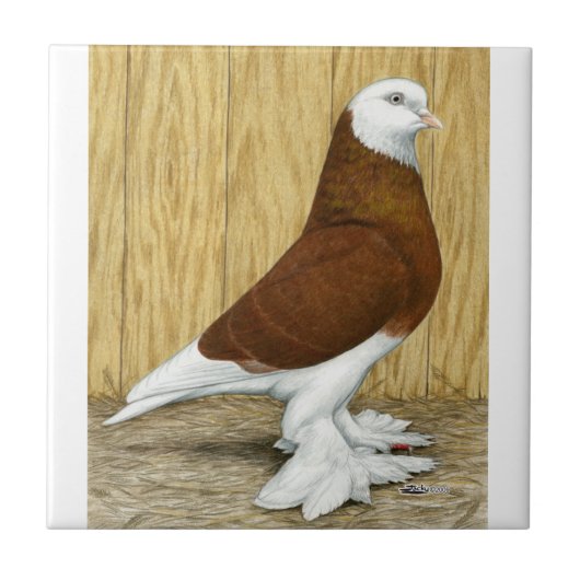 West-England Tumbler Red Baldhead Fliese (Vorderseite)