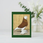 West-England Tumbler Red Baldhead Postkarte (Stehend Vorderseite)