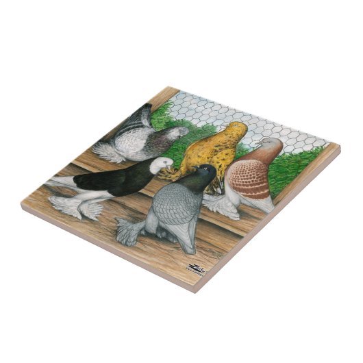 West-England Tumbler-Tauben Fliese (Seite)