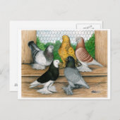 West-England Tumbler-Tauben Postkarte (Vorne/Hinten)