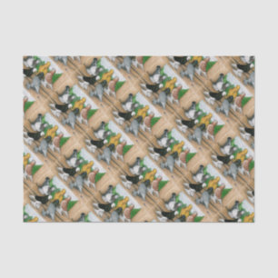 West-England Tumbler-Tauben Seidenpapier