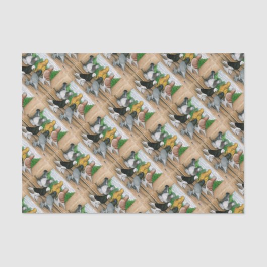 West-England Tumbler-Tauben Seidenpapier (Vorderseite)