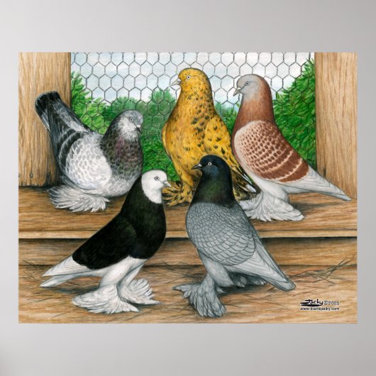 West-England Tumblers Poster (Vorne)