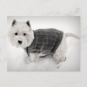 West Highland Terrier in Sweater im Schnee Postkarte