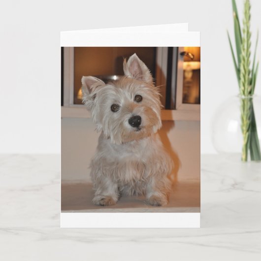 West Highland Terrier Karte (Vorderseite)