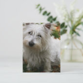 West Highland Terrier Postcard Postkarte (Stehend Vorderseite)