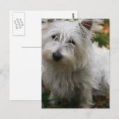 West Highland Terrier Postcard Postkarte (Vorne/Hinten)