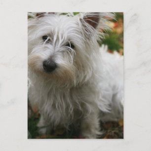 West Highland Terrier Postcard Postkarte