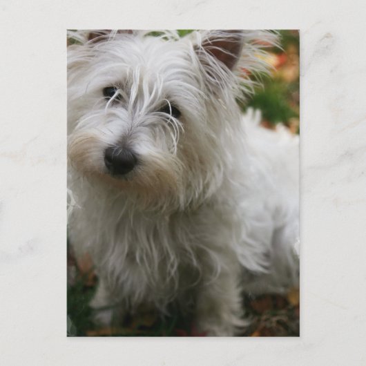 West Highland Terrier Postcard Postkarte (Vorderseite)