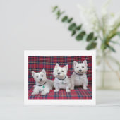 West Highland Terrier Postkarte (Stehend Vorderseite)