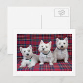 West Highland Terrier Postkarte (Vorne/Hinten)