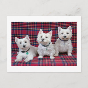 West Highland Terrier Postkarte