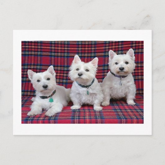 West Highland Terrier Postkarte (Vorderseite)