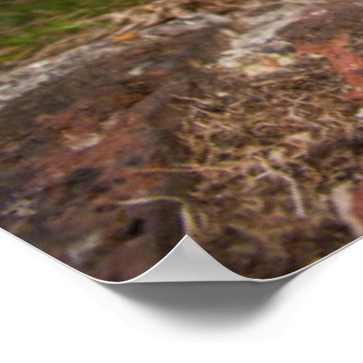 West Highland Terrier Puppy Poster (Ecke)