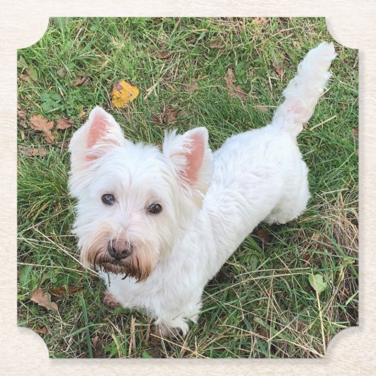 West Highland Terrier Untersetzer (Vorderseite)