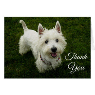 West Highland Terrier Welpe Dog Blank Greetncard