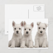 West Highland Terrier Welpen (7 Wochen alt) Postkarte (Vorne/Hinten)