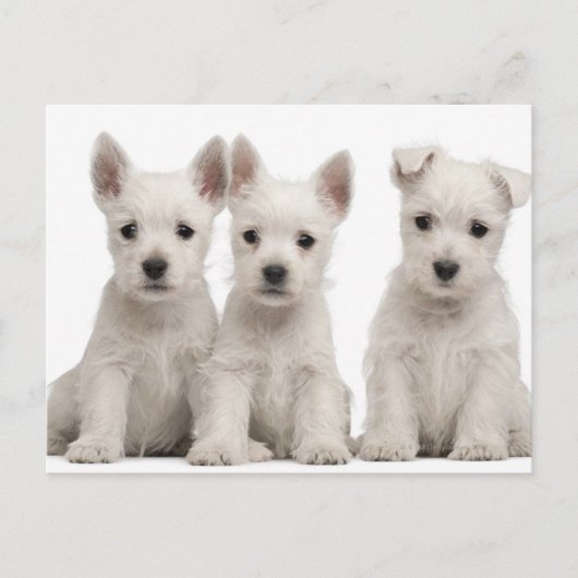 West Highland Terrier Welpen (7 Wochen alt) Postkarte (Vorderseite)