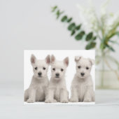 West Highland Terrier Welpen (7 Wochen alt) Postkarte (Stehend Vorderseite)