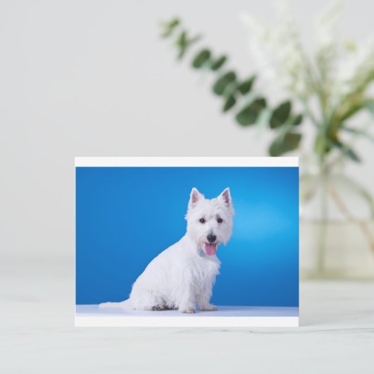 West Highland White Puppy Dog Postkarte (Stehend Vorderseite)