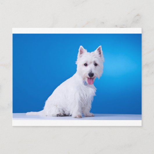 West Highland White Puppy Dog Postkarte (Vorderseite)