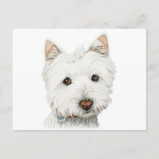 West Highland White Terrier Dog Postkarte (Vorderseite)