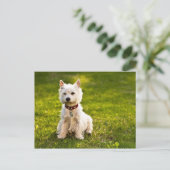 West Highland White Terrier Postkarte (Stehend Vorderseite)