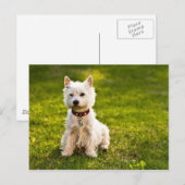 West Highland White Terrier Postkarte (Vorne/Hinten)