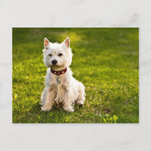 West Highland White Terrier Postkarte