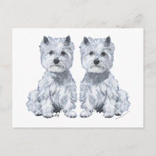 West Highland White Terrier Twins! Postkarte