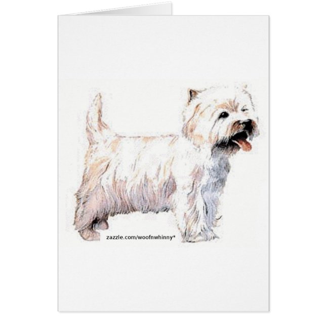 West Highland White Terriers (Vorne)