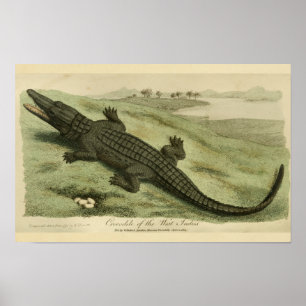 West Indies Crocodile Natural History Print Poster
