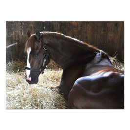 West Virginia Derby Gewinner "Madefromluck" Fotodruck