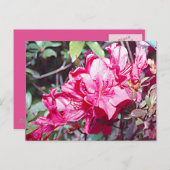 West Virginia Rhododendron Maximal Postkarte (Vorne/Hinten)