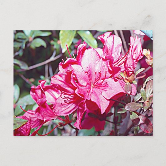 West Virginia Rhododendron Maximal Postkarte (Vorderseite)