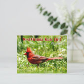 West Virginia Staat Bird - Nordlicher Kardinal Postkarte (Stehend Vorderseite)