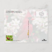 West Virginia Staat Bird - Nordlicher Kardinal Postkarte (Rückseite)