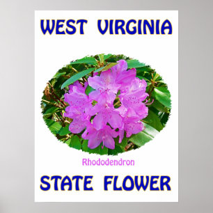 West Virginia Staat Blume, Rhododendron, Poster