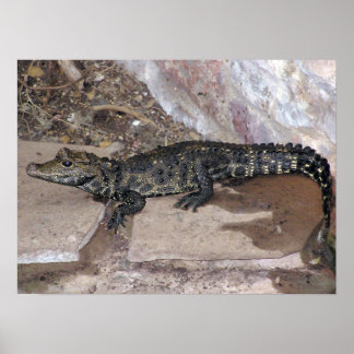 Westafrikanischer Zwerg Croc - Osteolaemus tetrasp Poster