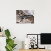 Westafrikanischer Zwerg Croc - Osteolaemus tetrasp Poster (Heimbüro)