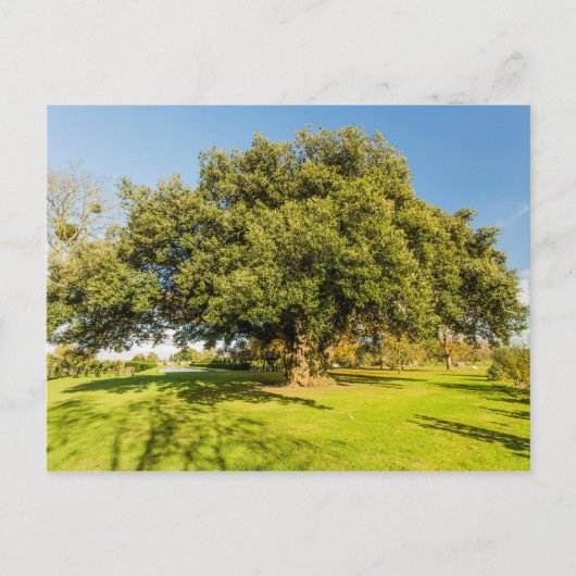Westbury Court Garden Tree Postcard Postkarte (Vorderseite)