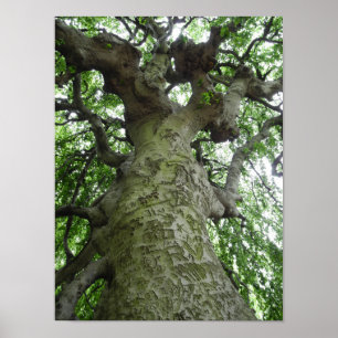 Westchester NY Tree Markings Fotografie Poster