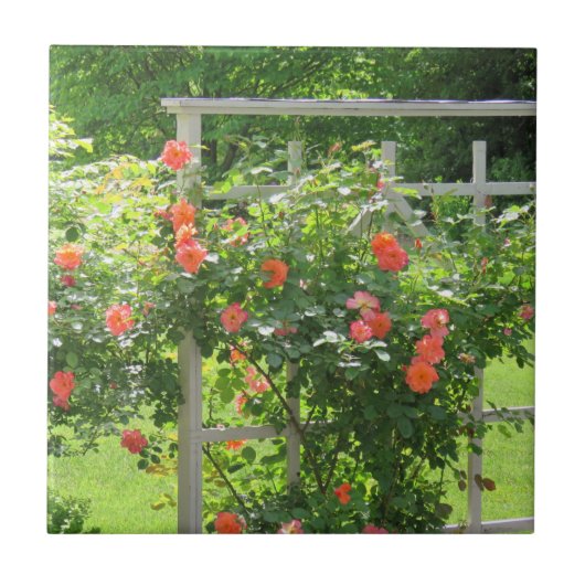 Westerland Coral Rose Tile Fliese (Vorderseite)