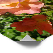 Westerland Rose Coral Poster (Ecke)