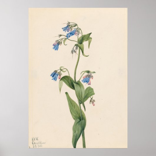 Western Bluebells (Mertensia paniculata) Poster (Vorne)