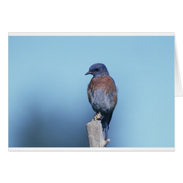 Western bluebird (Vorderseite (Horizontal))