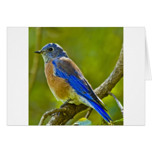 Western Bluebird (Vorderseite (Horizontal))