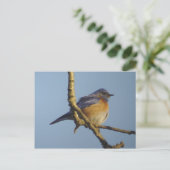 Western Bluebird 1 Postkarte (Stehend Vorderseite)